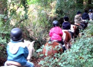  Paseo en pony por las Shetlands